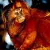 Golden Lion Tamarin