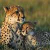 Cheetah Cam